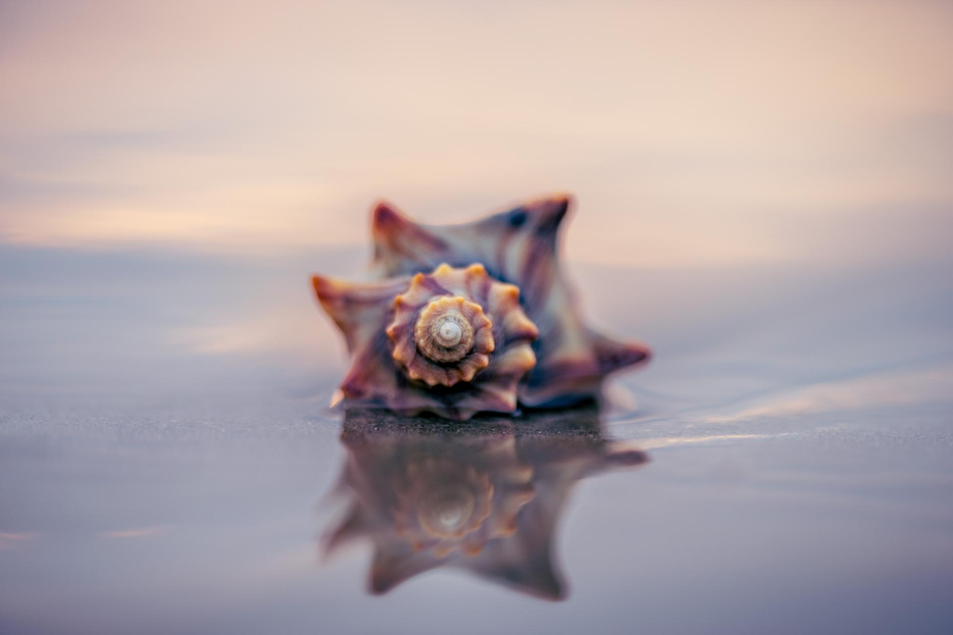 Crown Whelk reflected on the beach