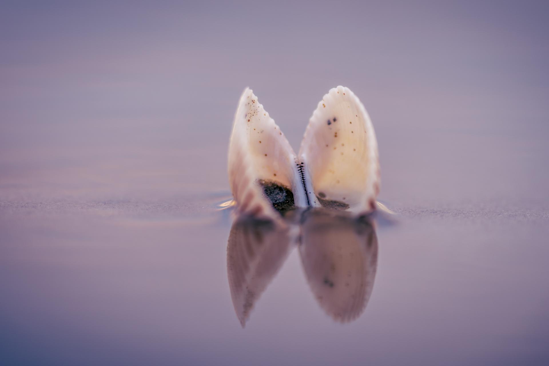 Seashells reflected on the beach