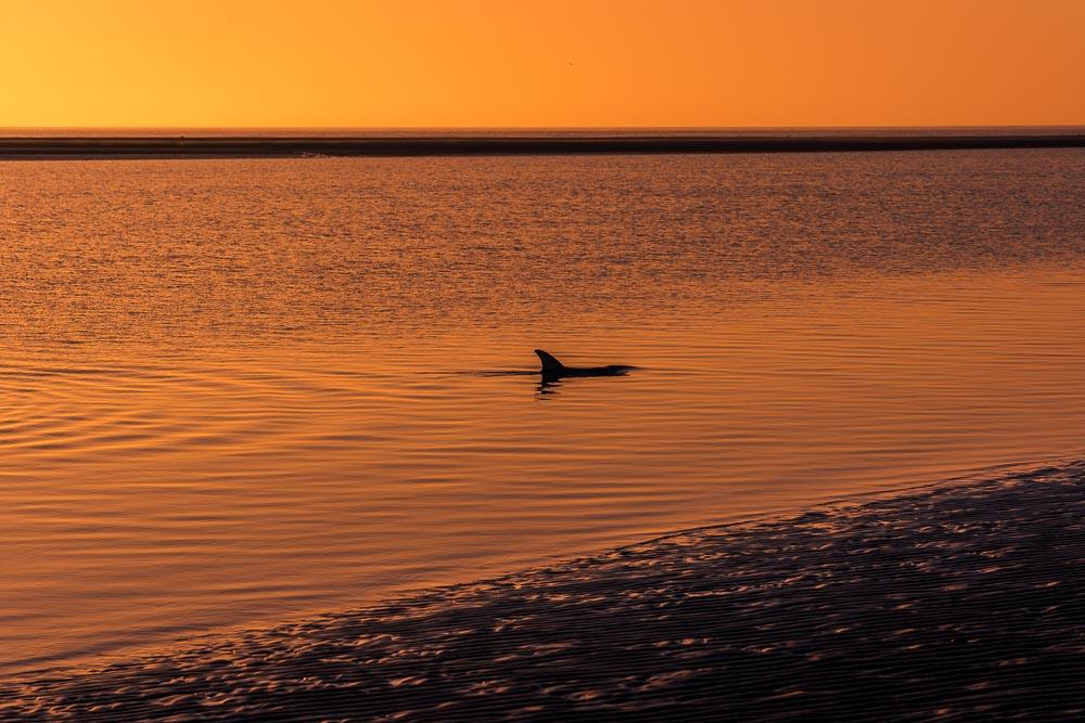 Young Dolphin at Sunrise