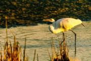 Great Egret Tidal Pool Breakfast Snack