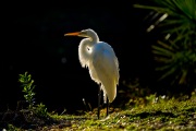 Backlit Great Egret