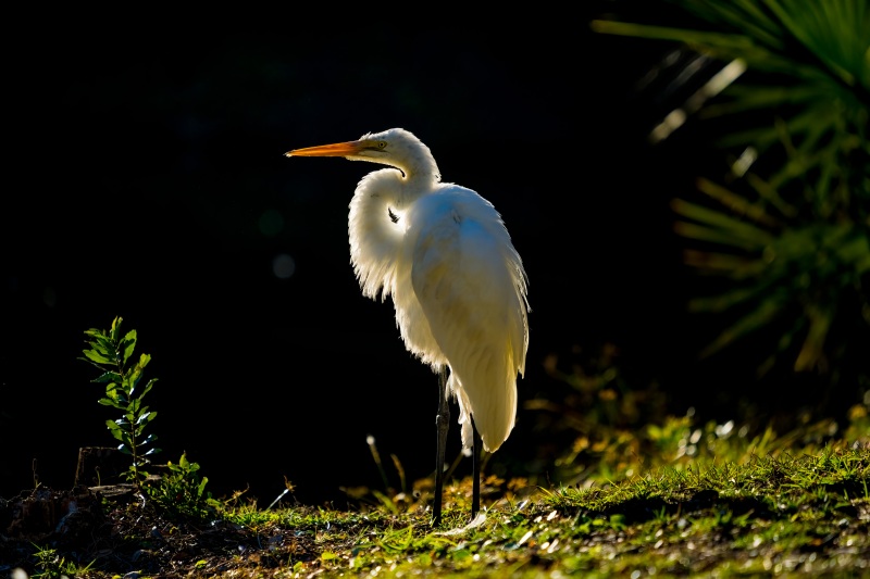 Backlit Great Egret