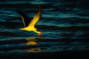 Black Skimmer In Flight