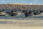 Black Skimmers and Red Knot Coexistance