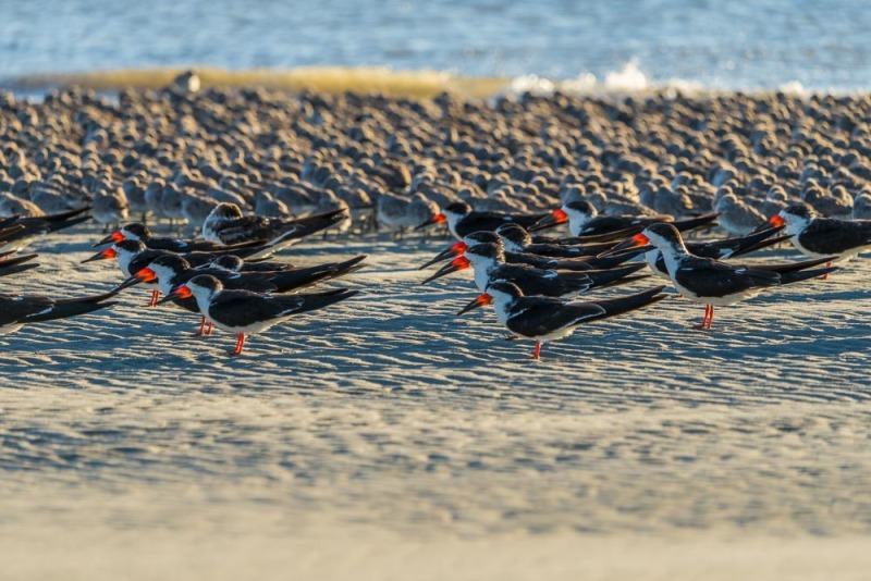 Black Skimmers and Red Knot Coexistance