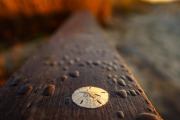 Golden Hour Sand Dollar