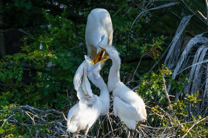 Great Egret Feeding Time