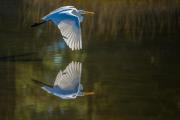 Great Eqret Reflected in Flight