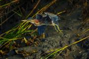 Green Heron In Flight