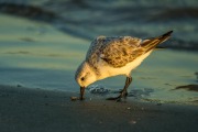 A western sandpiper forages along the shore of Captain Sam's Inlet, Seabrook Island, SC