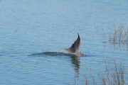 Kiawah River Dolphin Tail Wave