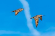 Marbled Godwit Contrail Pair