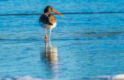 Oyster Catcher STroll