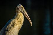 Pensive Wood Stork