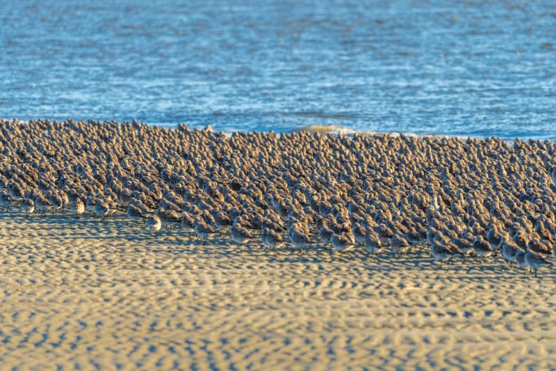 Red Knot Annual Meeting