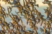 Red Knots In Flight