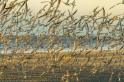 Red Knots In Flight