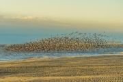 Red Knots In Flight