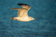 Ring Billed Gull In Flight