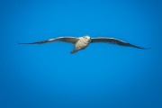 Ring Billed Gull In Flight