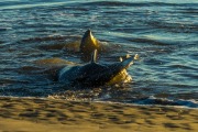 Strand Feeding Dolphin Nabs a Mullet