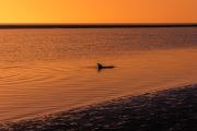 Young Dolphin at Sunrise