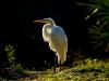 Backlit Great Egret