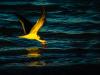 Black Skimmer In Flight