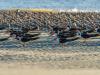 Black Skimmers and Red Knot Coexistance