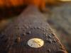 Golden Hour Sand Dollar