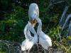 Great Egret Feeding Time