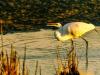 Great Egret Tidal Pool Breakfast Snack