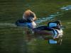 Hooded Merganser Couple