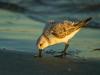 A western sandpiper forages along the shore of Captain Sam