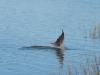 Kiawah River Dolphin Tail Wave