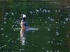 Male Hooded Merganser at Attention