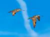 Marbled Godwit Contrail Pair