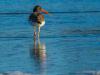 Oyster Catcher STroll