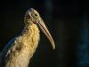 Pensive Wood Stork