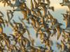 Red Knots In Flight