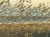 Red Knots In Flight