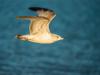 Ring Billed Gull In Flight