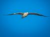 Ring Billed Gull In Flight