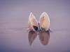 Seashells reflected on the beach