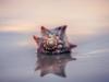 Crown Whelk reflected on the beach