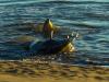 Strand Feeding Dolphin Nabs a Mullet