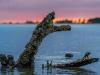 Barnacle Encrusted  Ghost Tree Sunset