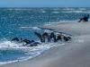 Dolphins - The Most Successful Fishermen