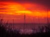 North Beach Sea Oats at Sunrise