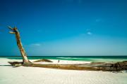 Driftwood On the Beach, Topsail hill Preserve